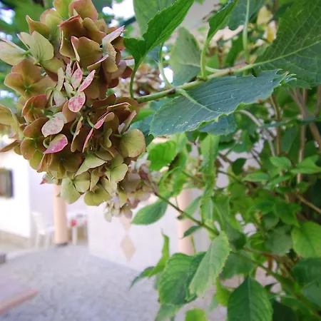 Apartmán Olive Medulin